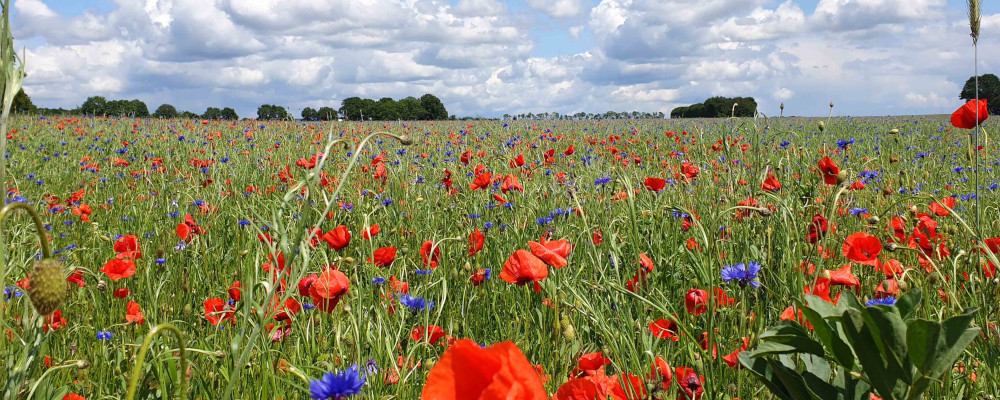 boulanger quimper céréales bio