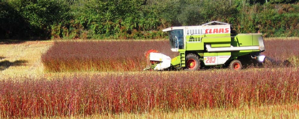 boulanger quimper céréales bio