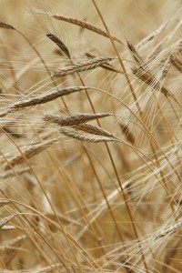 einkorn-586749_1920b